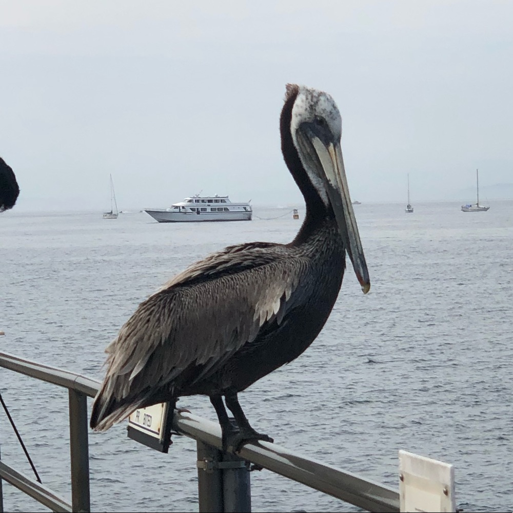 Meet your Posher, Lily